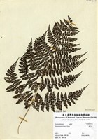藏品(稀子蕨)的圖片